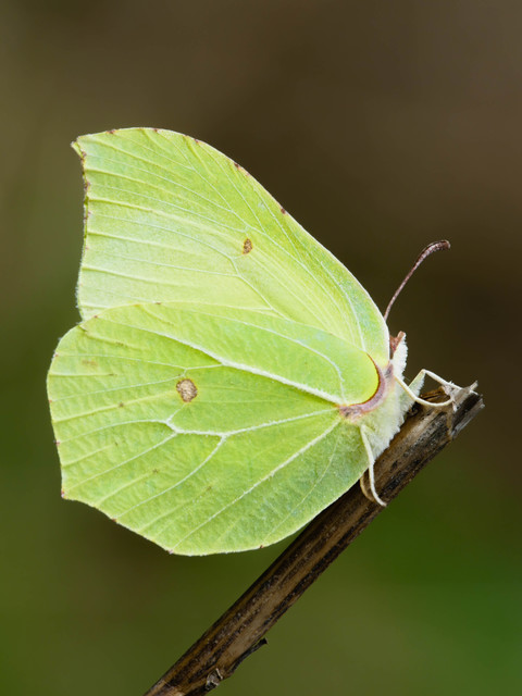 Gonepteryx rhamni - citromlepke