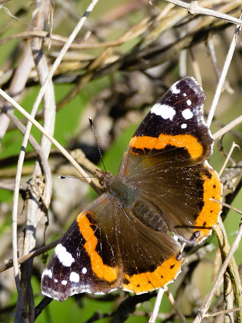 Vanessa atalanta - atalantalepke