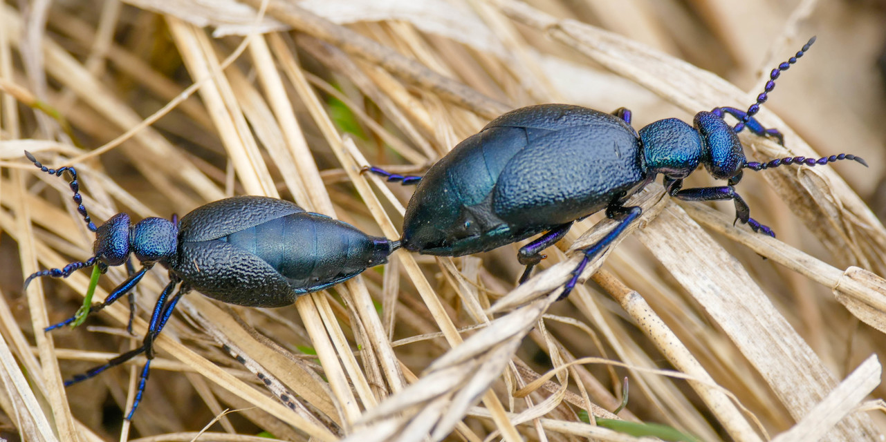 Meloe proscarabaeus - közönséges nünüke