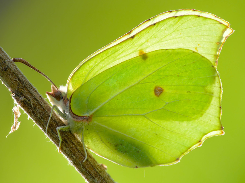 Gonepteryx rhamni - citromlepke