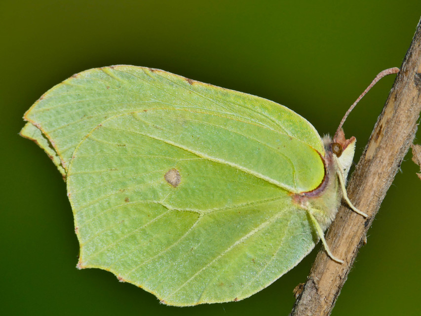Gonepteryx rhamni - citromlepke