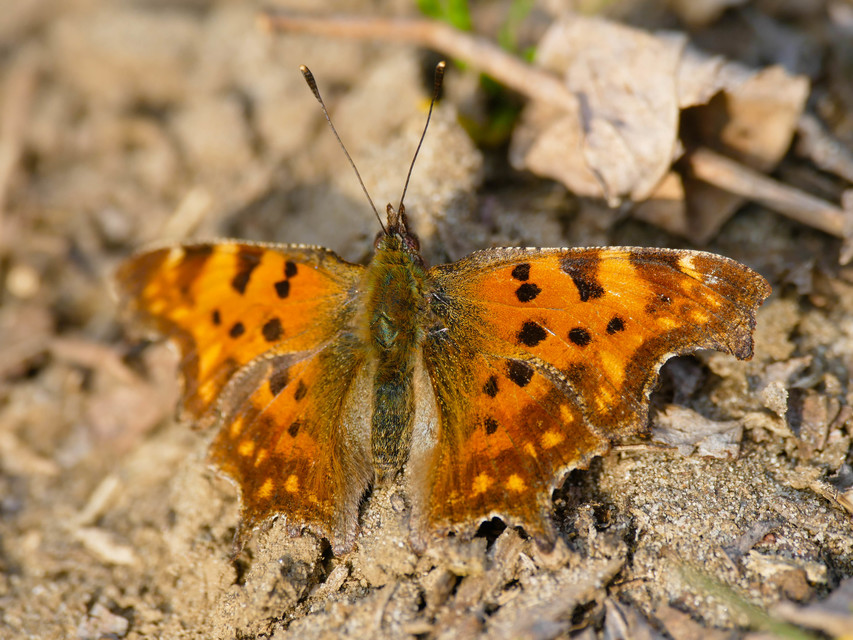Nymphalis c-album - C-betűs lepke