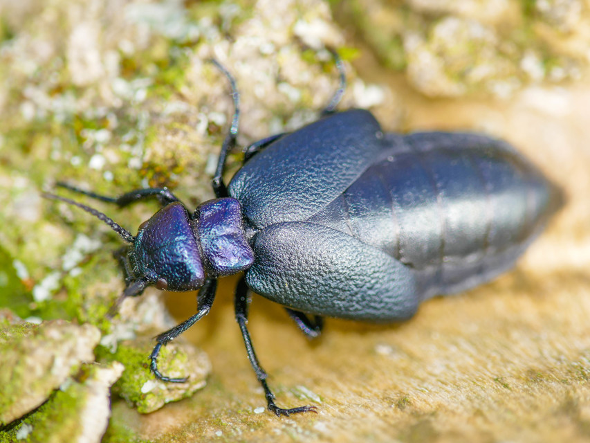 Meloe decorus - csinos nünüke