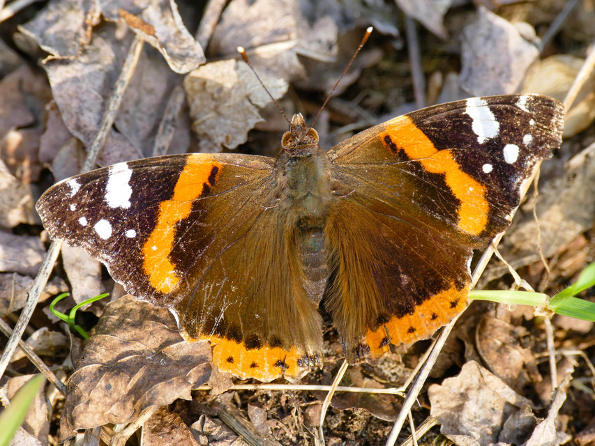 Vanessa atalanta - atalantalepke