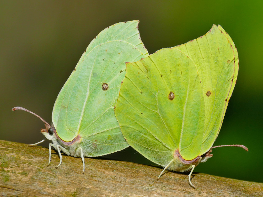 Gonepteryx rhamni - citromlepke