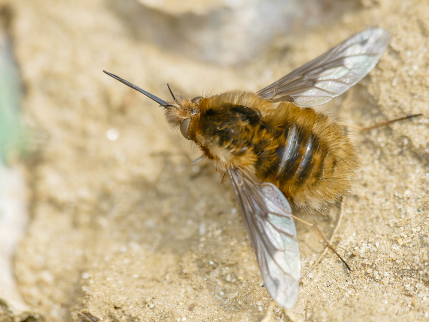 Bombylius fimbriatus - egypettyes pöszörlégy