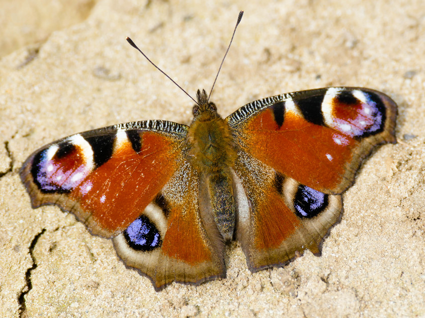 Nymphalis io - nappali pávaszem