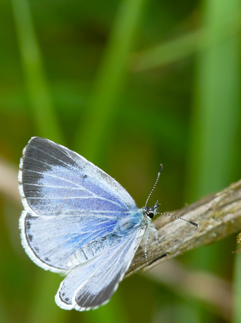 Celastrina argiolus - bengeboglárka