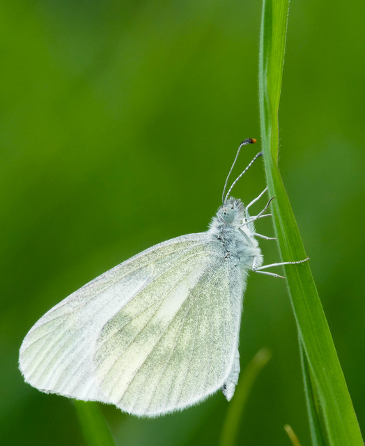 Leptidea sinapis/juvernica