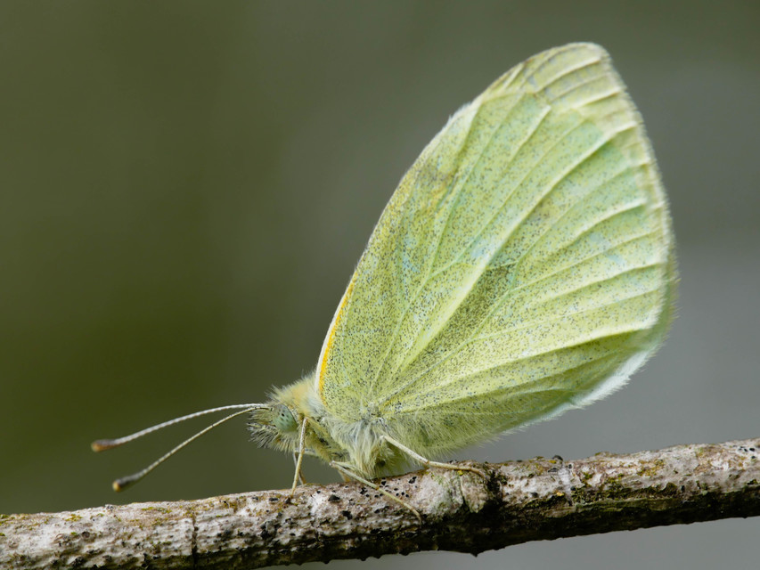 Pieris rapae - répalepke