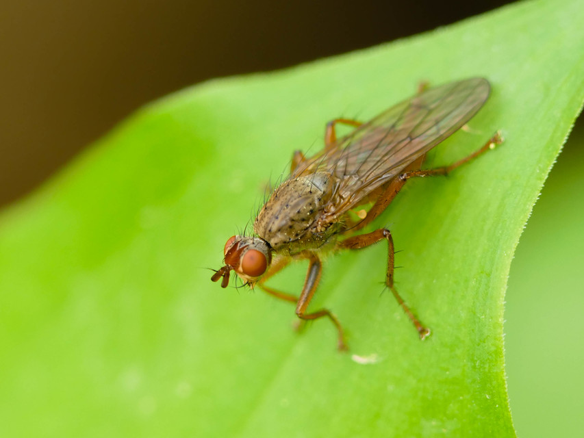 Scathophaga