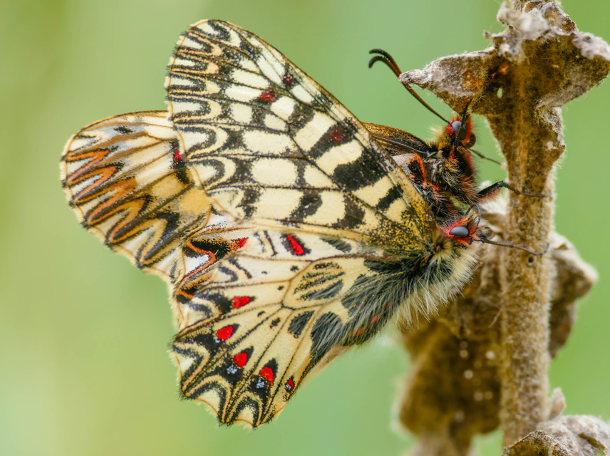 Zerynthia polyxena - farkasalmalepke
