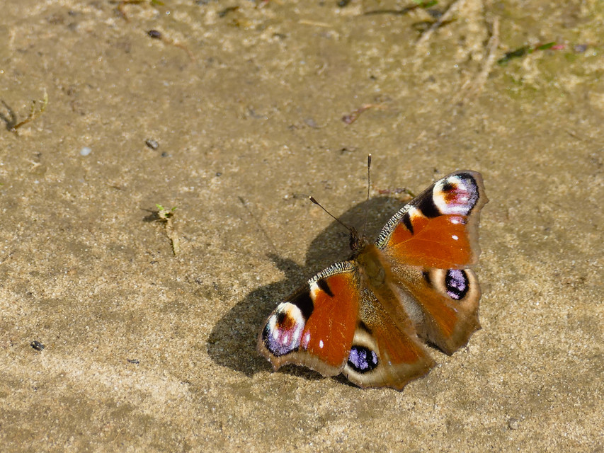 Nymphalis io - nappali pávaszem