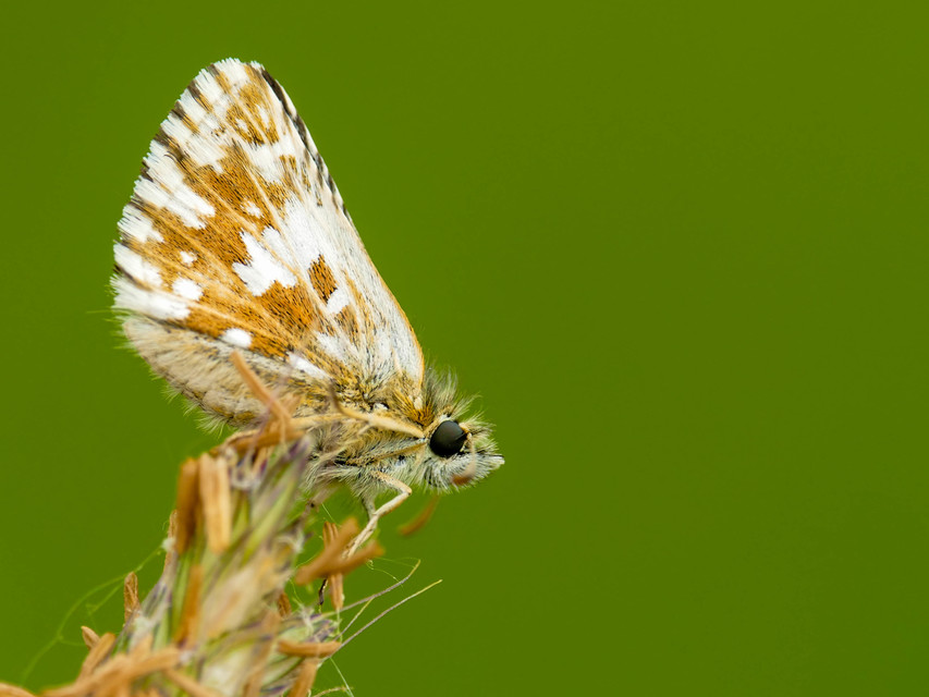 Pyrgus malvae - kis busalepke