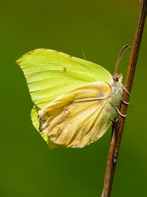 Gonepteryx rhamni - citromlepke