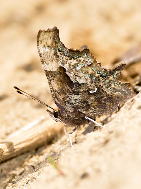 Nymphalis c-album - C-betűs lepke