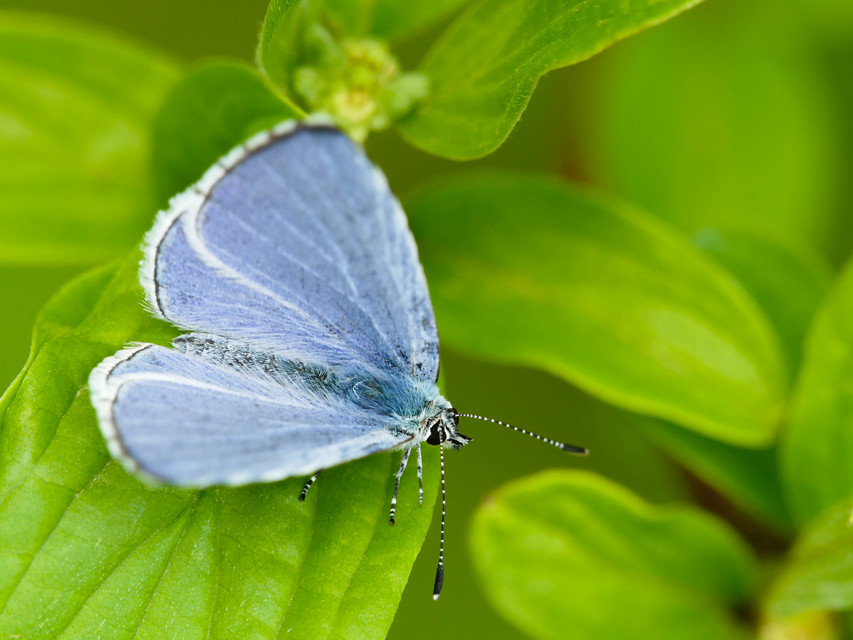 Celastrina argiolus - bengeboglárka
