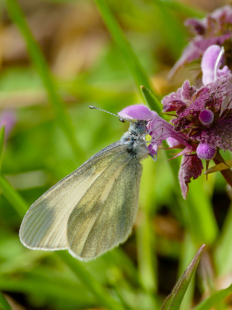 Leptidea sinapis/juvernica
