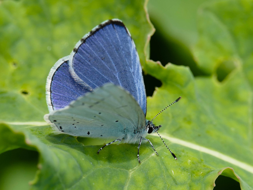 Celastrina argiolus - bengeboglárka