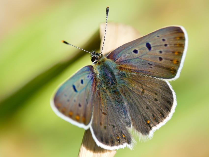Lycaena tityrus - barna tűzlepke