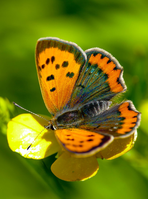 Lycaena phlaeas - közönséges tűzlepke