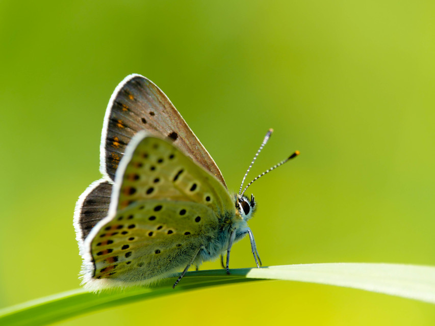 Lycaena tityrus - barna tűzlepke
