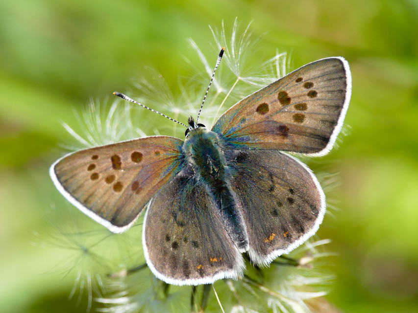 Lycaena tityrus - barna tűzlepke