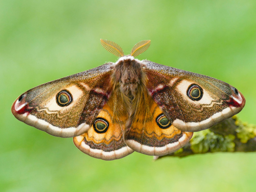 Saturnia pavoniella/pavonia