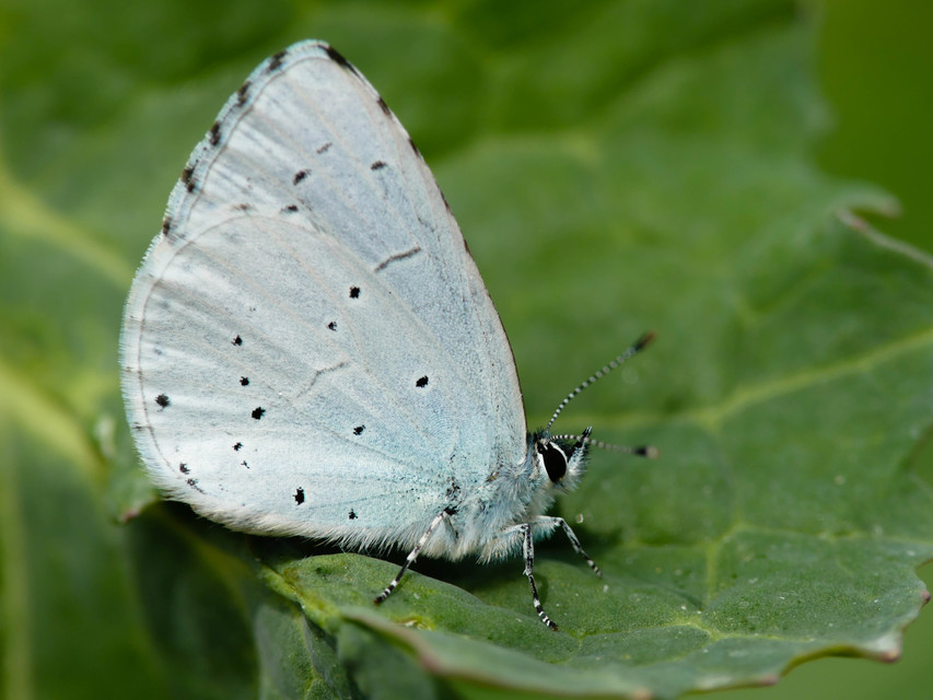 Celastrina argiolus - bengeboglárka