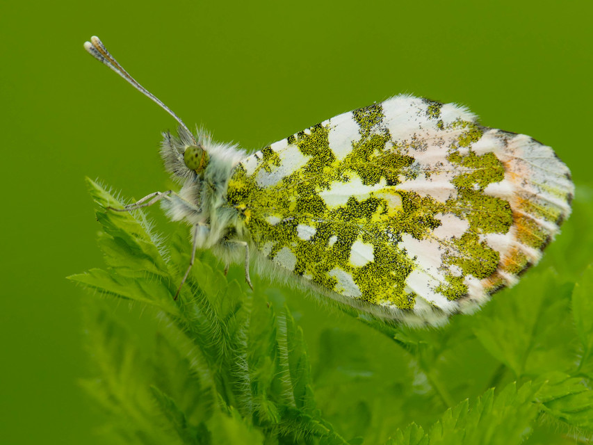 Anthocharis cardamines - hajnalpírlepke