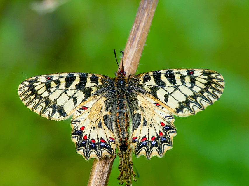 Zerynthia polyxena - farkasalmalepke