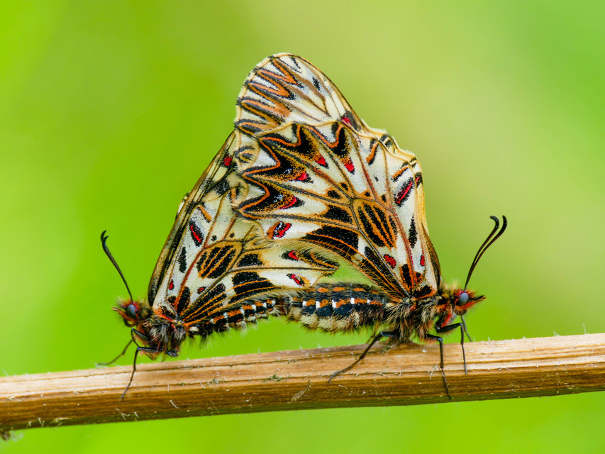 Zerynthia polyxena - farkasalmalepke