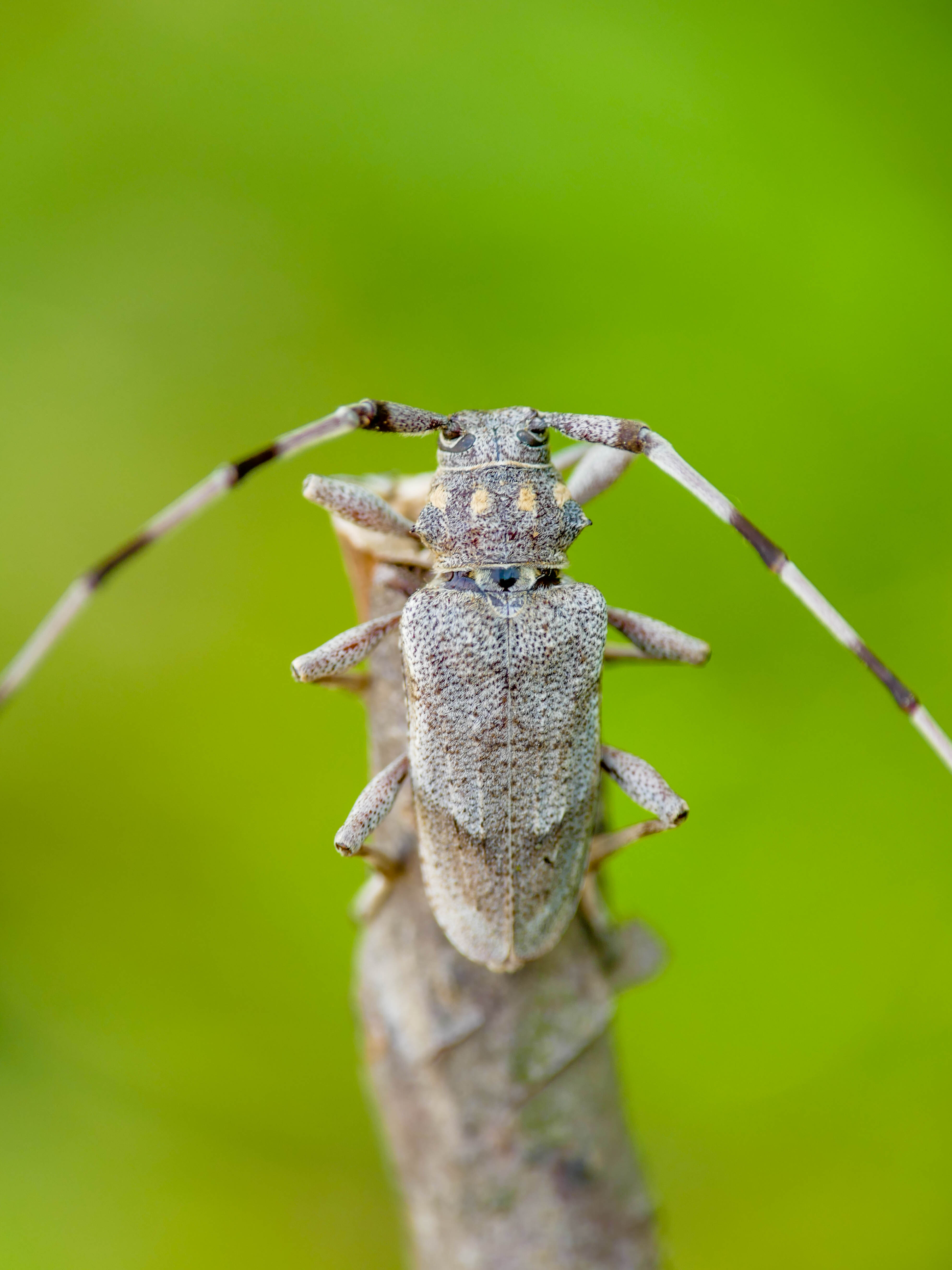 Acanthocinus aedilis - nagy daliáscincér