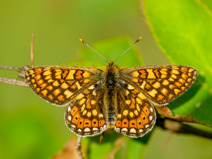 Euphydryas aurinia - lápi tarkalepke