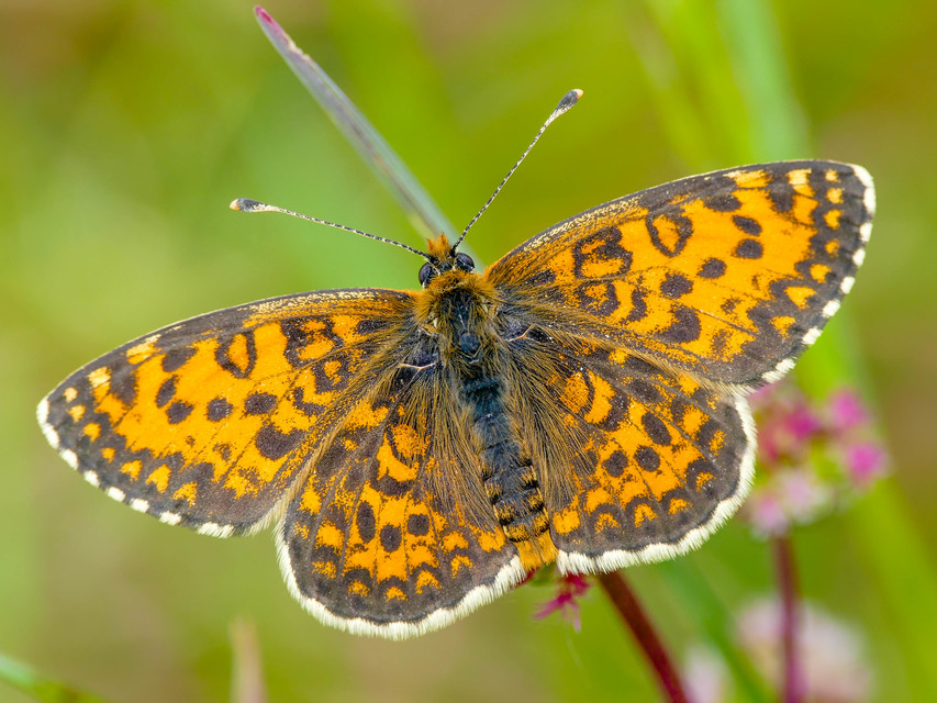 Melitaea trivia - kis tarkalepke