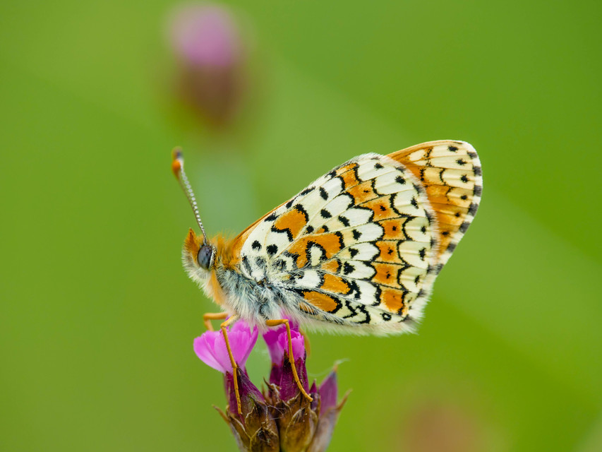 Melitaea cinxia - réti tarkalepke