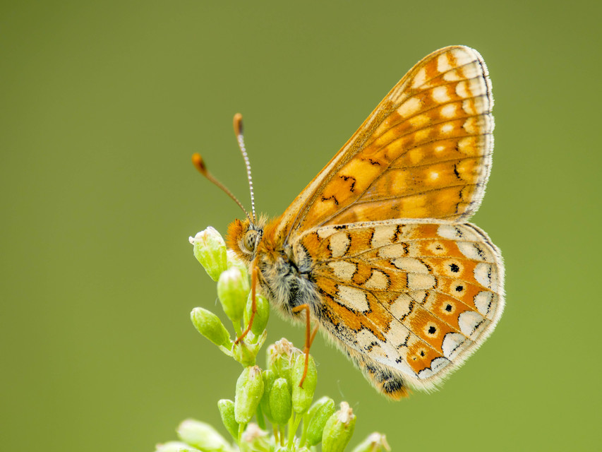 Euphydryas aurinia - lápi tarkalepke