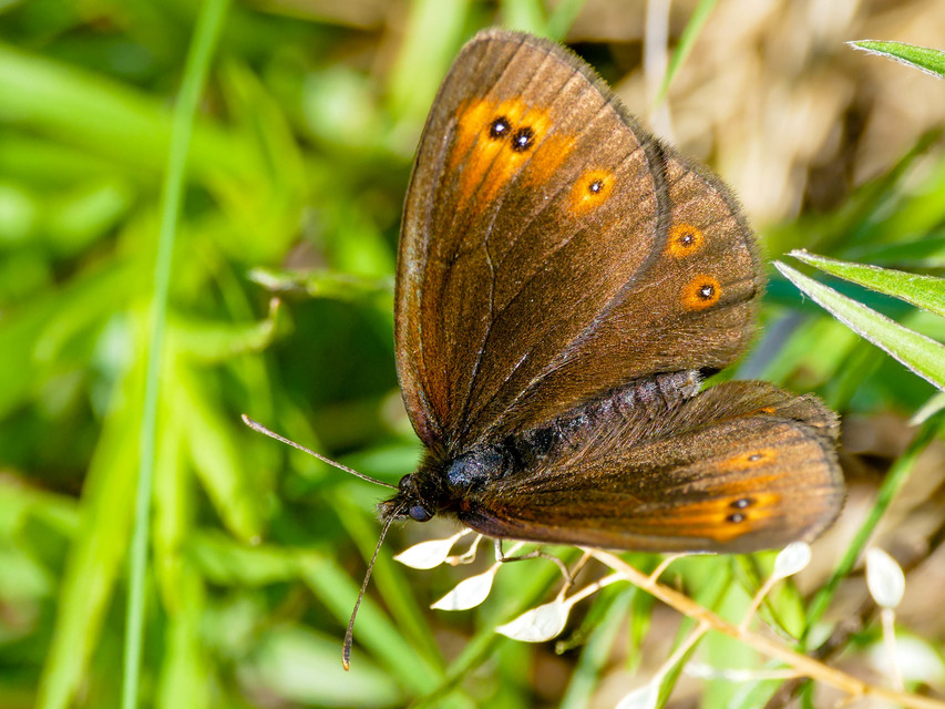 Erebia medusa - tavaszi szerecsenlepke