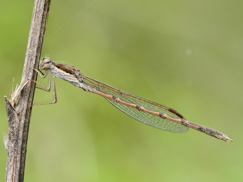 Sympecma fusca - téli rablószitakötő