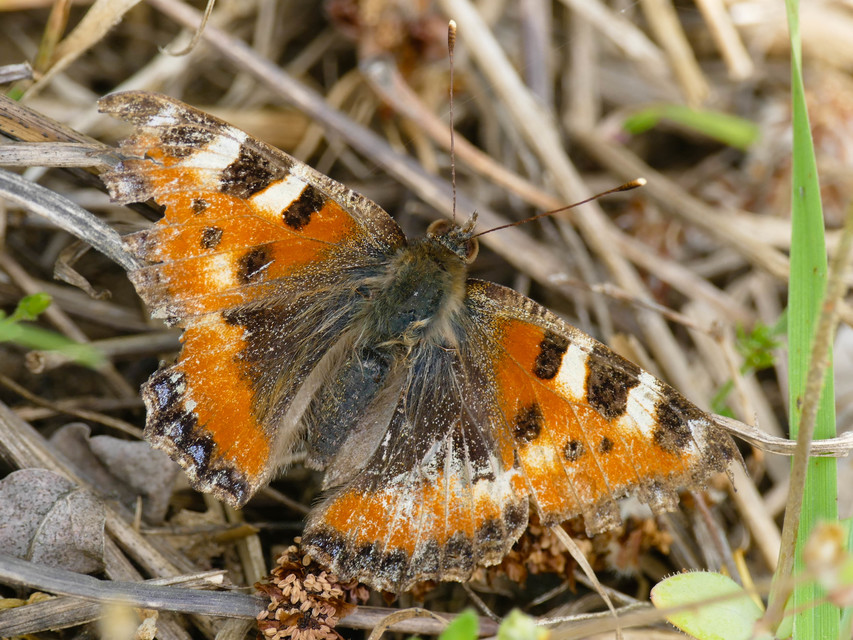 Nymphalis urticae - kis rókalepke