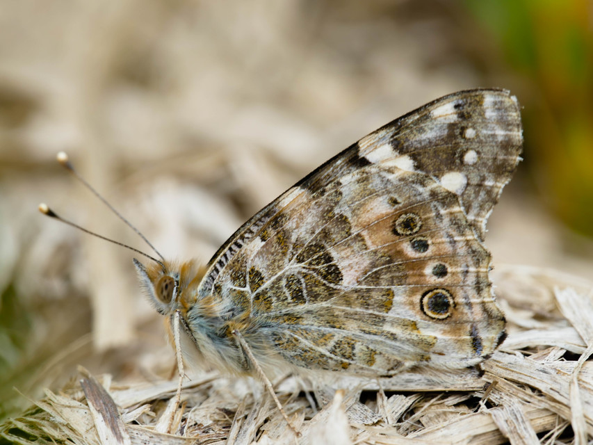 Vanessa cardui - bogáncslepke