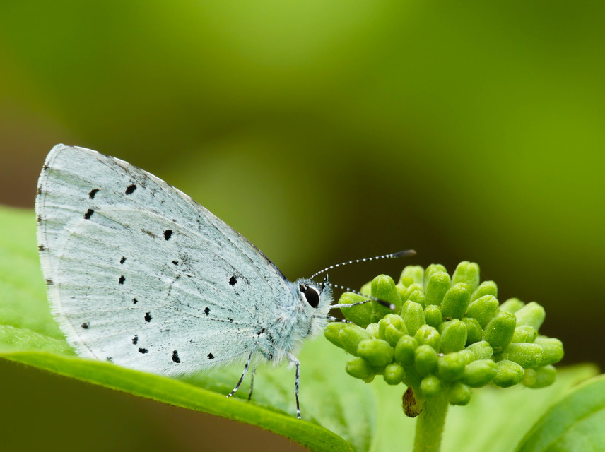 Celastrina argiolus - bengeboglárka
