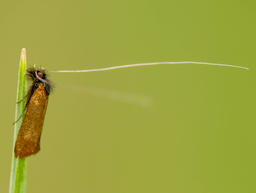 Nemophora metallica - fémszínű tőrösmoly