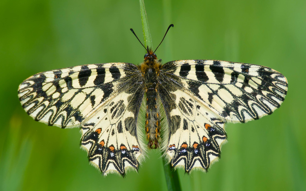 Zerynthia polyxena - farkasalmalepke