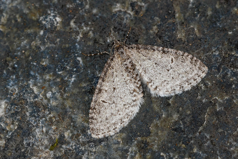 Trichopteryx carpinata - nyárfa-lebenyesaraszoló