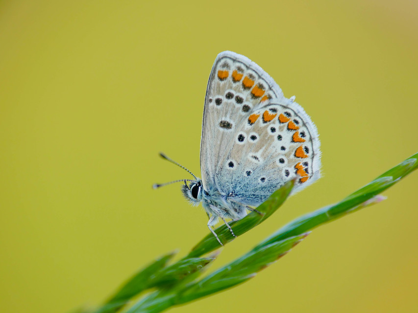 Aricia agestis - szerecsenboglárka