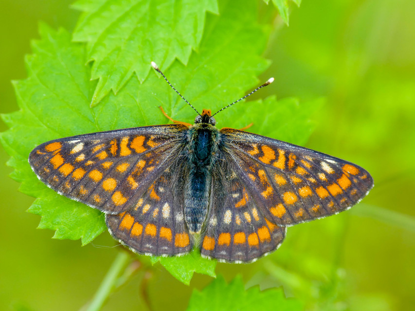 Euphydryas maturna - díszes tarkalepke