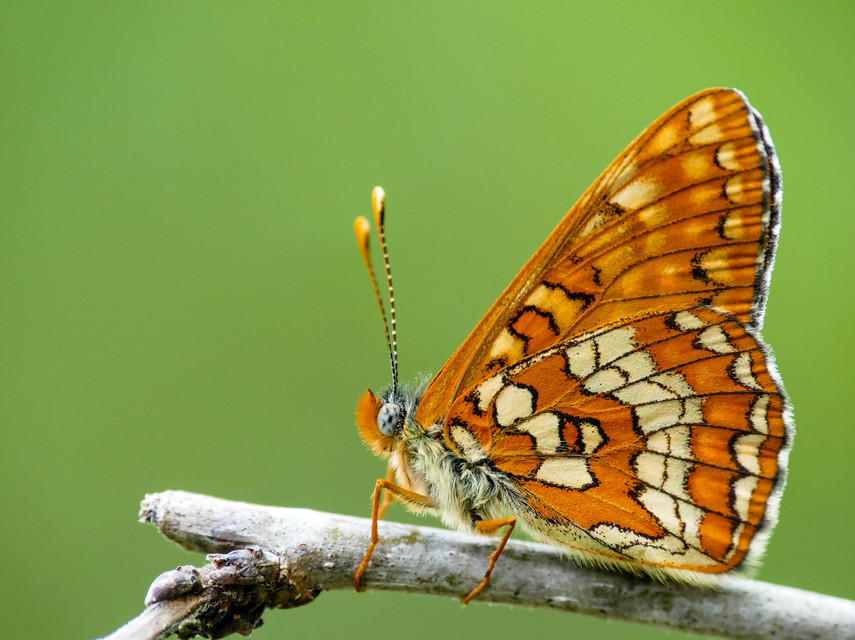Euphydryas maturna - díszes tarkalepke