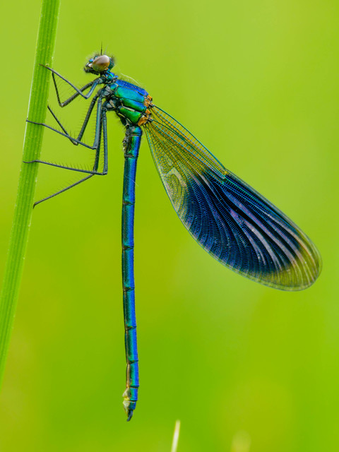 Calopteryx splendens - sávos szitakötő