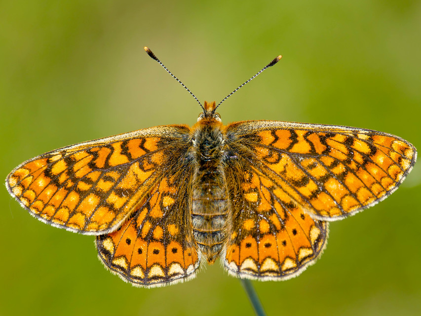 Euphydryas aurinia - lápi tarkalepke